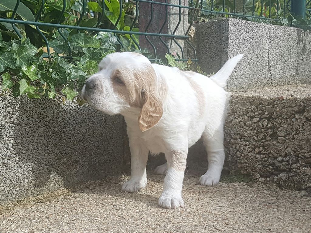 du Bois De Nouret - Chiots disponibles - Setter Anglais